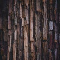 Old tree bark texture abstract background, natural pattern, rustic Royalty Free Stock Photo