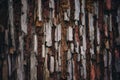 Old tree bark texture abstract background, natural pattern, rustic Royalty Free Stock Photo