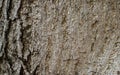 Old tree bark texture background Royalty Free Stock Photo