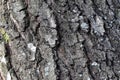 Old tree bark, texture, background. Bark of pine Royalty Free Stock Photo