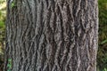 Old tree bark texture background Royalty Free Stock Photo