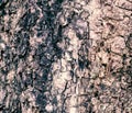 Old tree bark texture background Royalty Free Stock Photo