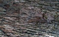 Old tree bark texture background. Gray and brown wood skin abstract background. Pattern of natural tree bark texture. Rough Royalty Free Stock Photo
