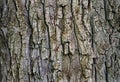 Old tree bark texture background Royalty Free Stock Photo