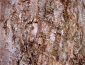 Old tree bark texture background Royalty Free Stock Photo