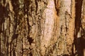 Old tree bark texture close up. Natural background retro style toned Royalty Free Stock Photo