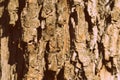 Old tree bark texture close up. Natural background retro style toned Royalty Free Stock Photo