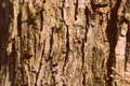 Old tree bark texture close up. Natural background retro style toned Royalty Free Stock Photo