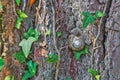 Old tree bark texture green plant snail Royalty Free Stock Photo