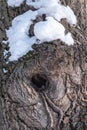 Old tree bark texture with a hollow and snow. Cork oak tree bark texture with snow. Natural background Royalty Free Stock Photo