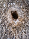 Old tree bark texture with a hollow and snow. Cork oak tree bark texture with snow. Natural background Royalty Free Stock Photo