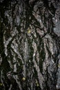 Old tree bark texture. Tree detail, texture