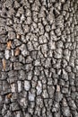 Old tree bark texture. Wood background. American persimmon tree or Diospyros virginiana Royalty Free Stock Photo