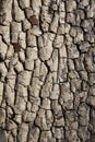 Old tree bark texture. Wood background. American persimmon tree or Diospyros virginiana Royalty Free Stock Photo