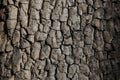 Old tree bark texture. Wood background. American persimmon tree or Diospyros virginiana Royalty Free Stock Photo