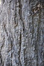 Old tree bark texture. Wood bark usable as background or texture Royalty Free Stock Photo
