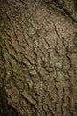 Old tree bark. wood texture background surface with natural pattern Royalty Free Stock Photo