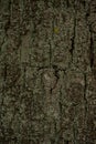 Old tree bark. wood texture background surface with natural pattern Royalty Free Stock Photo