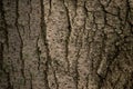 Old tree bark. wood texture background surface with natural pattern Royalty Free Stock Photo