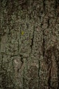 Old tree bark. wood texture background surface with natural pattern Royalty Free Stock Photo