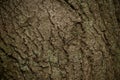 Old tree bark. wood texture background surface with natural pattern Royalty Free Stock Photo
