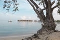 Old tree on a Caribbean beach Royalty Free Stock Photo