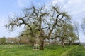 Old tree at the Betuwe Royalty Free Stock Photo