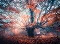 Old tree with big branches and orange leaves in fog in sunrise