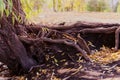 The old tree with big root half visible above the ground, curved snag and yellow leaves. Royalty Free Stock Photo