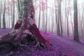 Old tree with big roots in fairy tale forest. Red moss and leaves Royalty Free Stock Photo