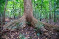 Old tree with big roots in green jungle Royalty Free Stock Photo