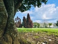 A old tree big trank, at the garden park. Royalty Free Stock Photo