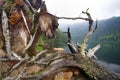 Old tree in Black lake