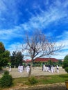 old tree blue sky and kempo Royalty Free Stock Photo