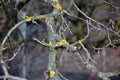 Old tree branch with green moss photography Royalty Free Stock Photo