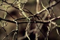 Old tree branch wooden texture background. Retro Vintage photo with use of colour filters Royalty Free Stock Photo