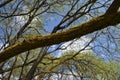 An old tree with old branches filled with growing green and yellow moss Royalty Free Stock Photo