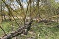 An old tree with old branches filled with growing green and yellow moss Royalty Free Stock Photo