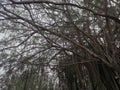 Old Tree in Port Dickson Malaysia