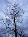 Old tree branches that are still sturdy against the wind Royalty Free Stock Photo