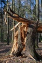 Old tree broken by the wind in the forest. Damage caused by storms in the forest area Royalty Free Stock Photo