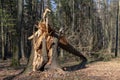 Old tree broken by the wind in the forest. Damage caused by storms in the forest area Royalty Free Stock Photo