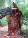 Old tree broken by wind. Stock photo Royalty Free Stock Photo