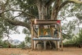 Old tree with buddha altar Royalty Free Stock Photo