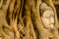 The Old tree and Buddha stone sculpture. Ayutthaya Royalty Free Stock Photo