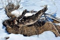 Old tree burned stump with branches and bright yellow dry grass covered with snow Royalty Free Stock Photo