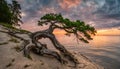 Old Tree on the cliff Baltic Coast.Summer cloudy sunset
