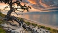 Old Tree on the cliff Baltic Coast.Summer cloudy sunset