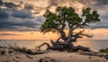 Old Tree on the cliff Baltic Coast.Summer cloudy sunset