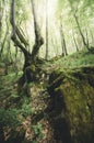 Old tree on cliff in green forest